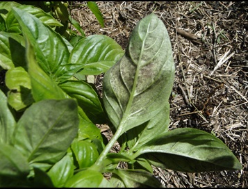Basil downymidlew with black mold on the lower surface of basil leaves