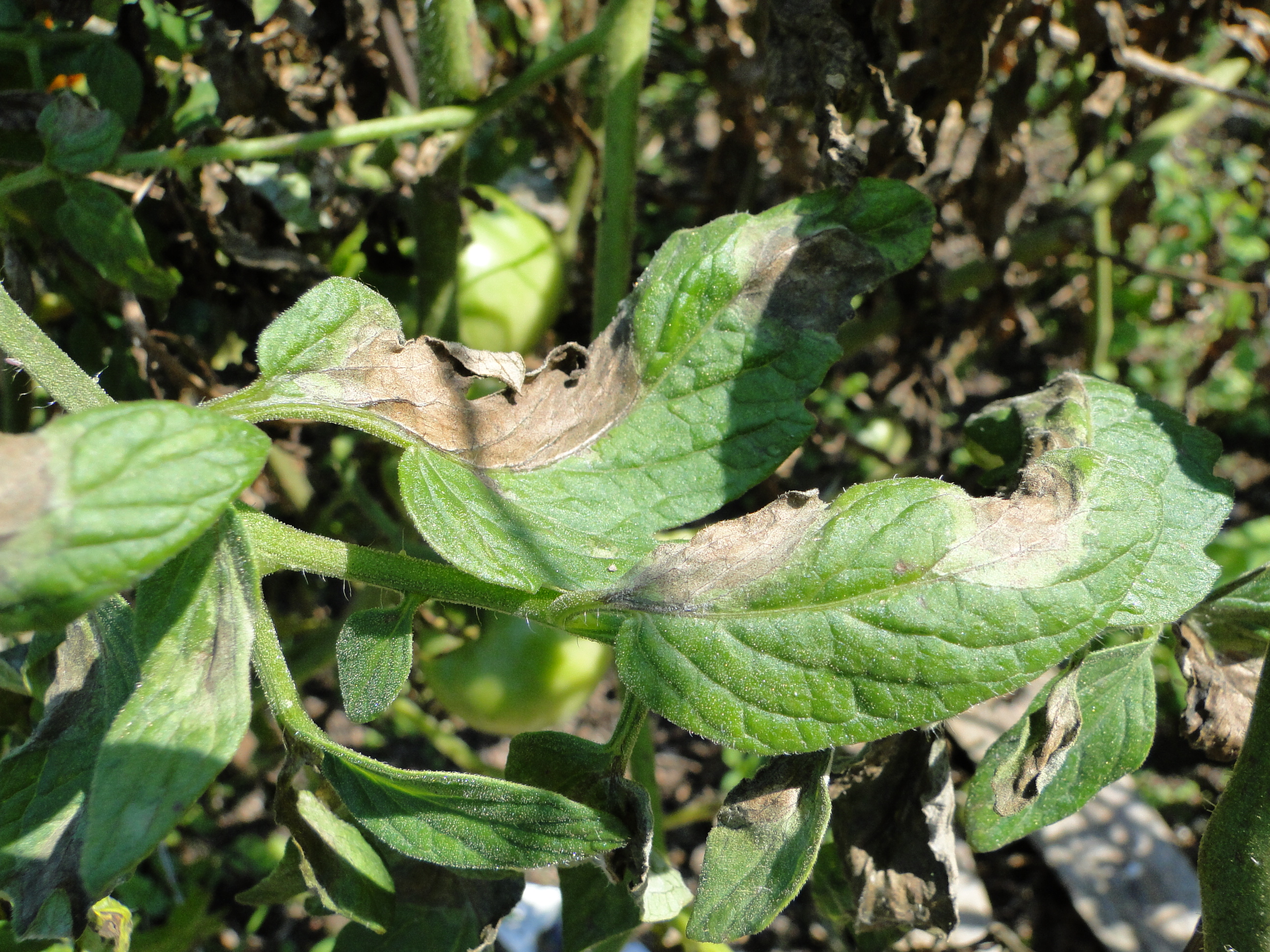 late blight of tomato with lage brown lesions on leaves