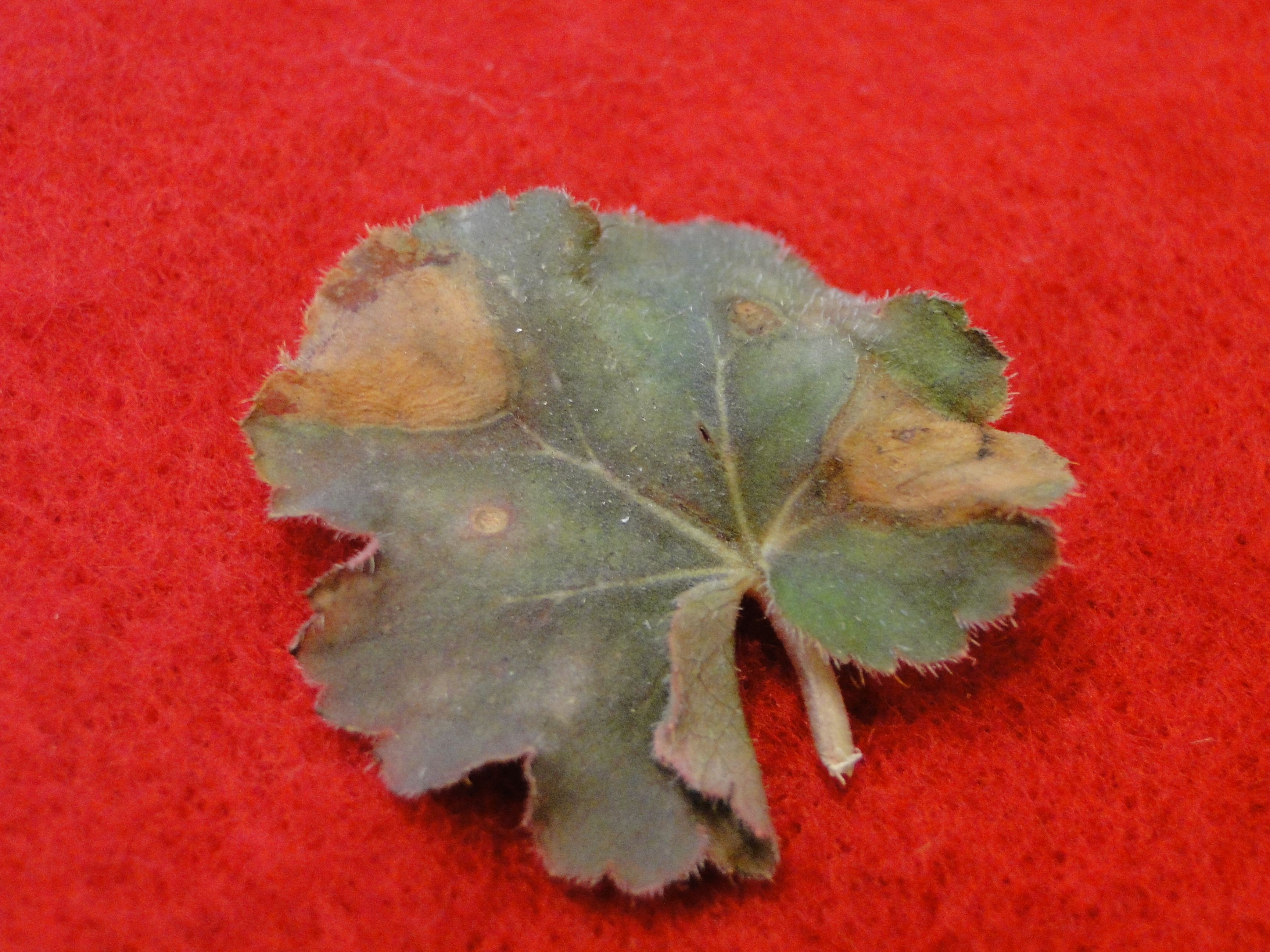 Botrytis blight of heuchera with large brown spots on a leaf