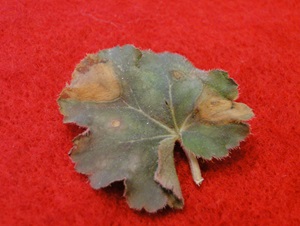 Botrytis blight of heuchera with large brown spots on a leaf
