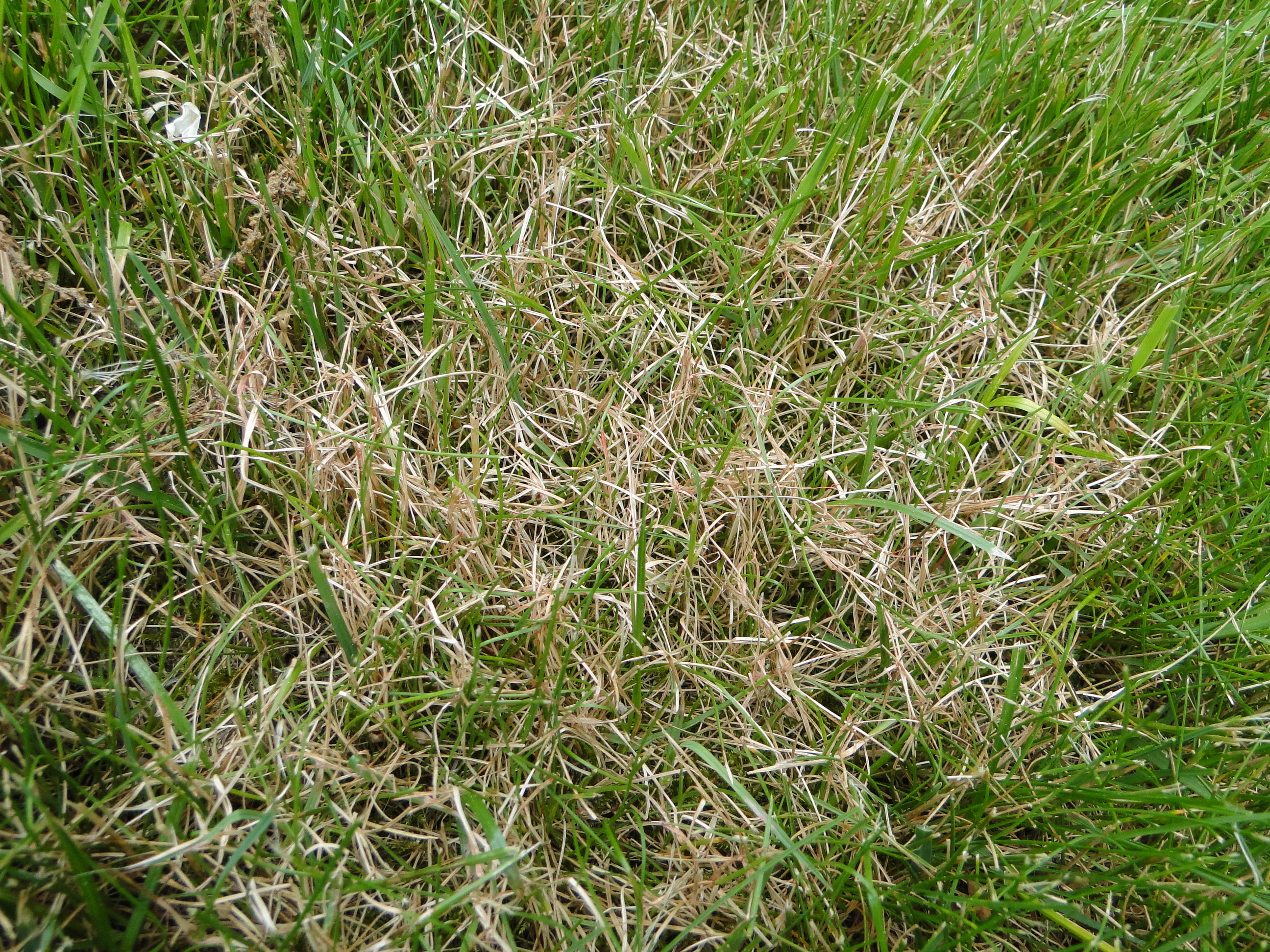 red thread of turfgrasses with pink fungal growth on brown leaves