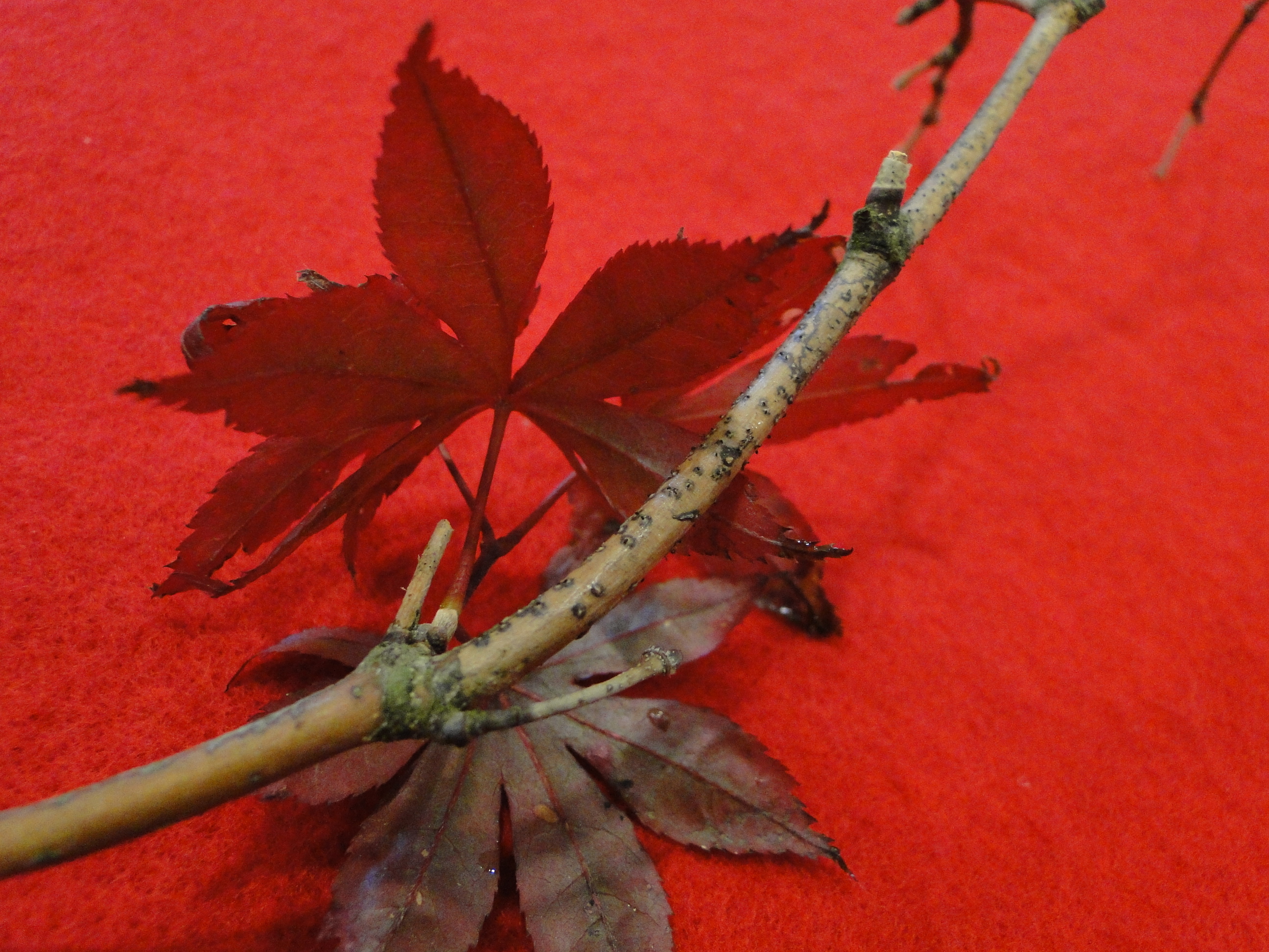 Botryosphaeria canker of Japanese maple with black fungal fruiting bodies on the stem