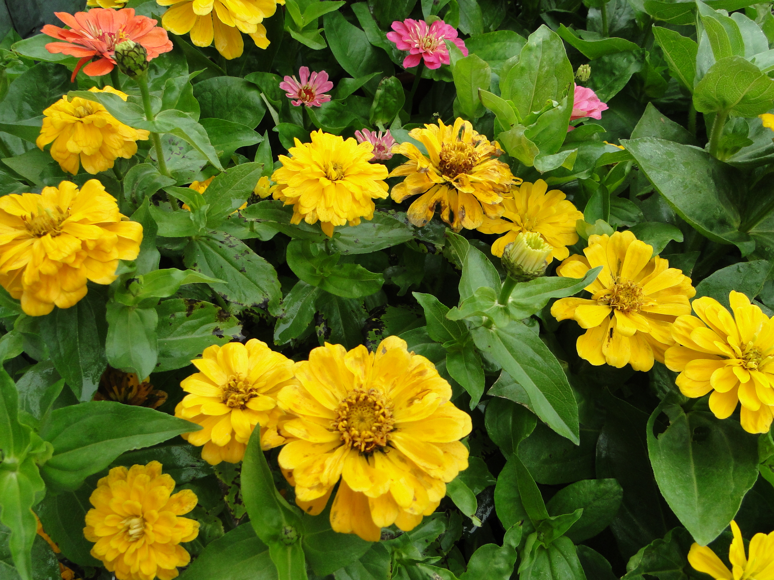 Bacterial leaf spot of zinnia with water soaking spots on leaves and flowers