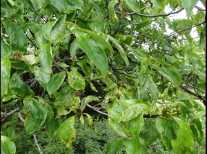 Dogwood anthracnose with brown spots on leaves