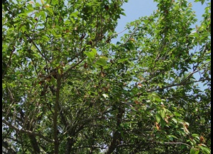 Brown rot of cherry tree with dead twigs