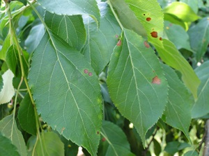 Apple fungal leaf spot