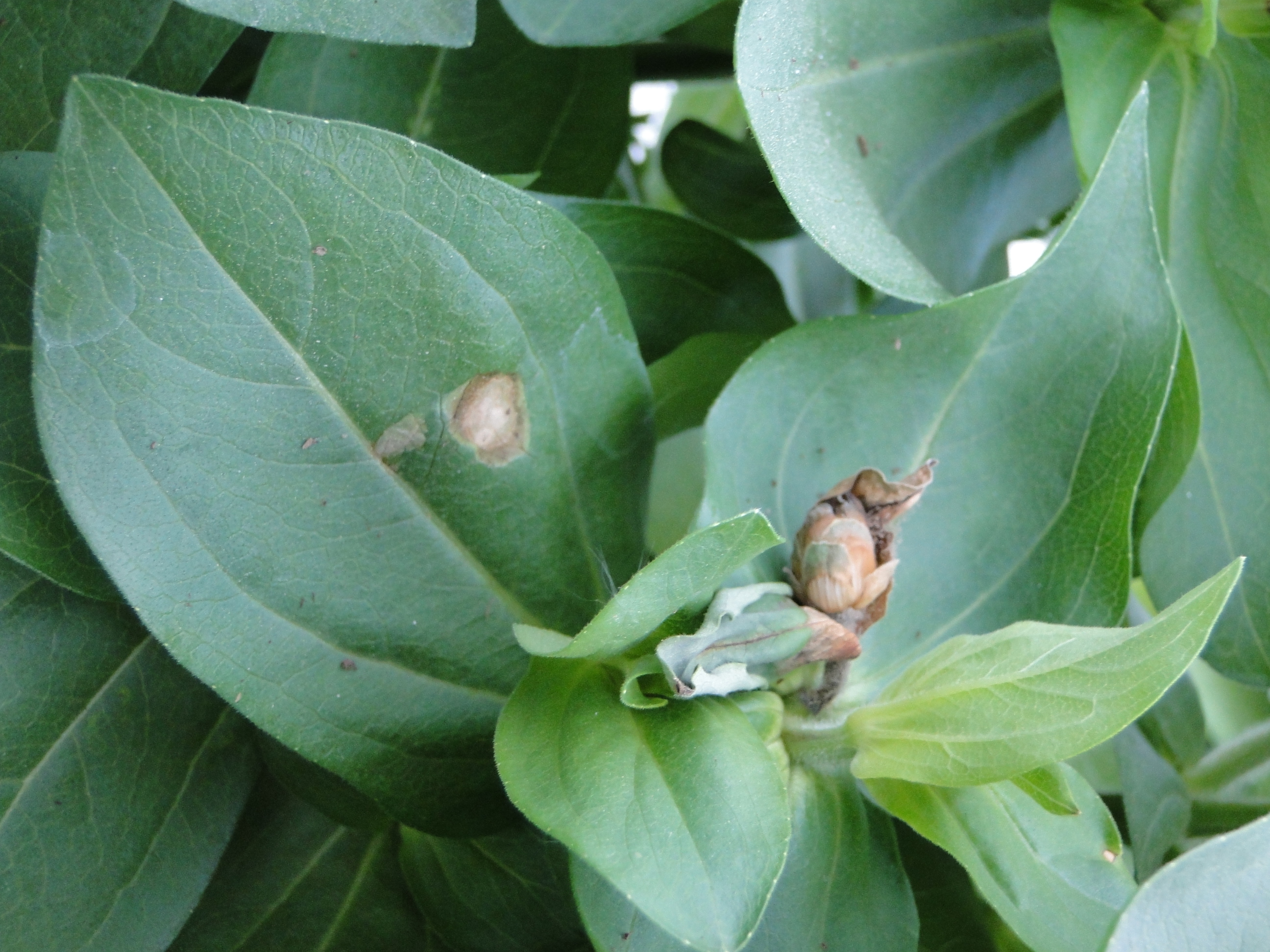 Botrytis blight of zinnia with brown spot on leaves and flower buds