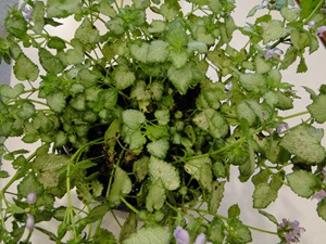 Downy mildew of lamium with angular brown lesions on leaves