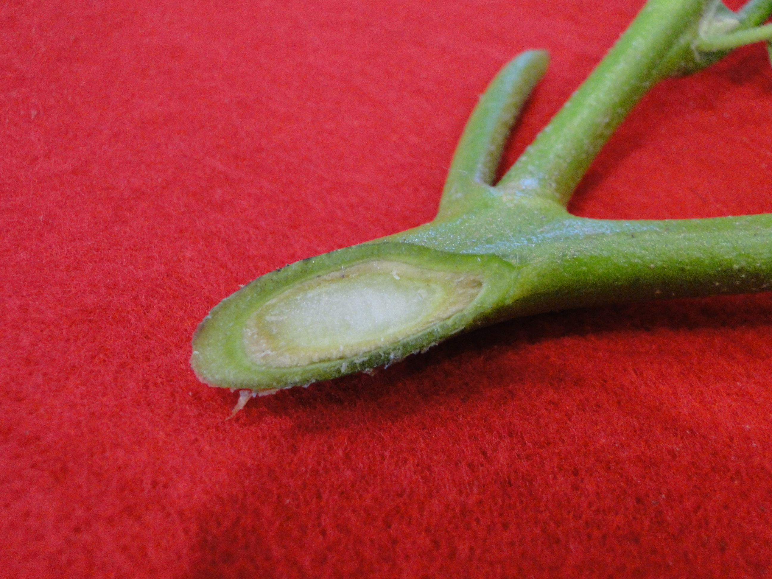 Verticillium wilt of eggplant with discoloration of vascular tissues