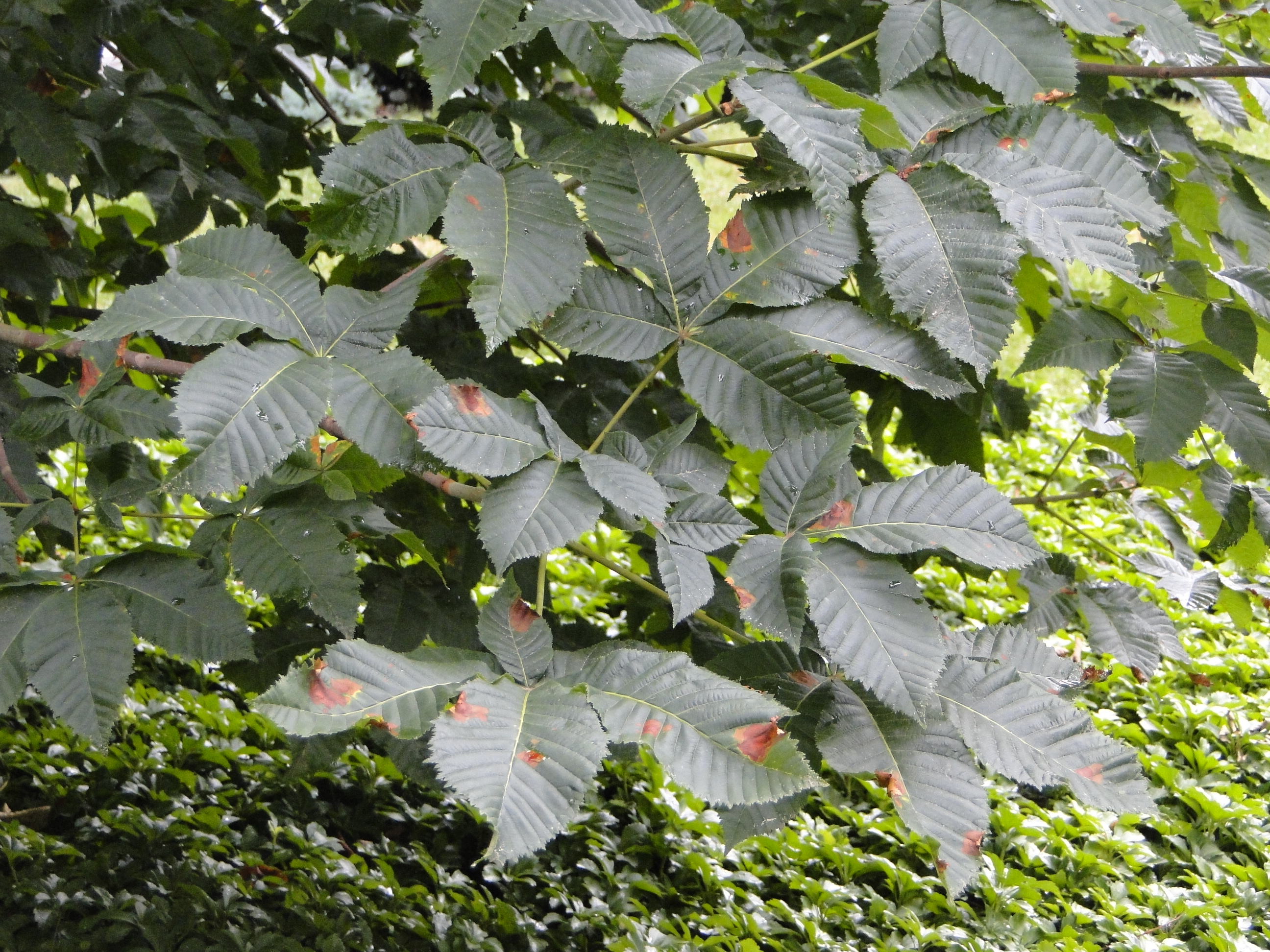 horsechestnut leaf blotch with brown lesions on leaves