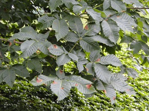 horsechestnut leaf blotch with brown lesions on leaves