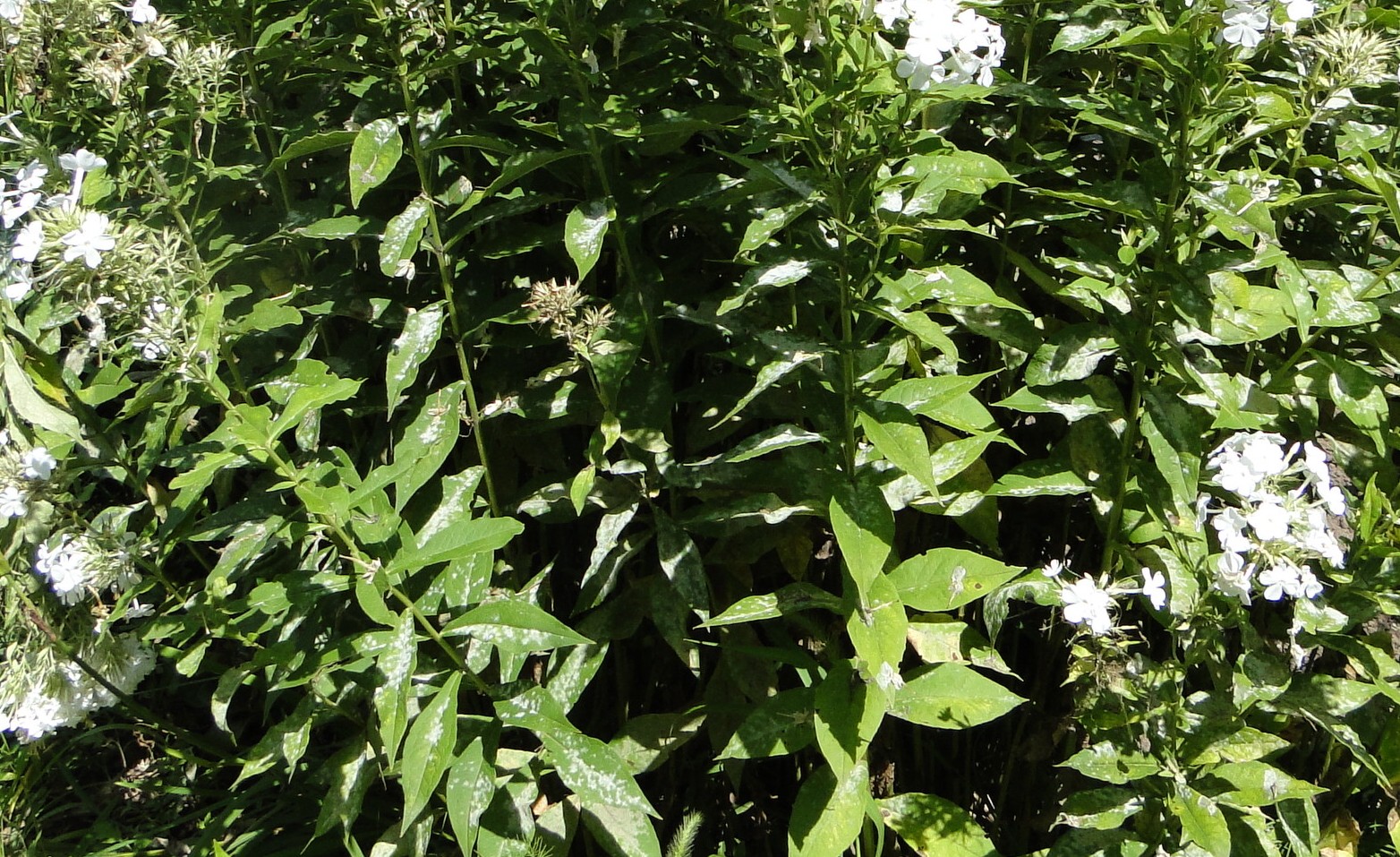 Powdery mildew of phlox with white mildew on leaves