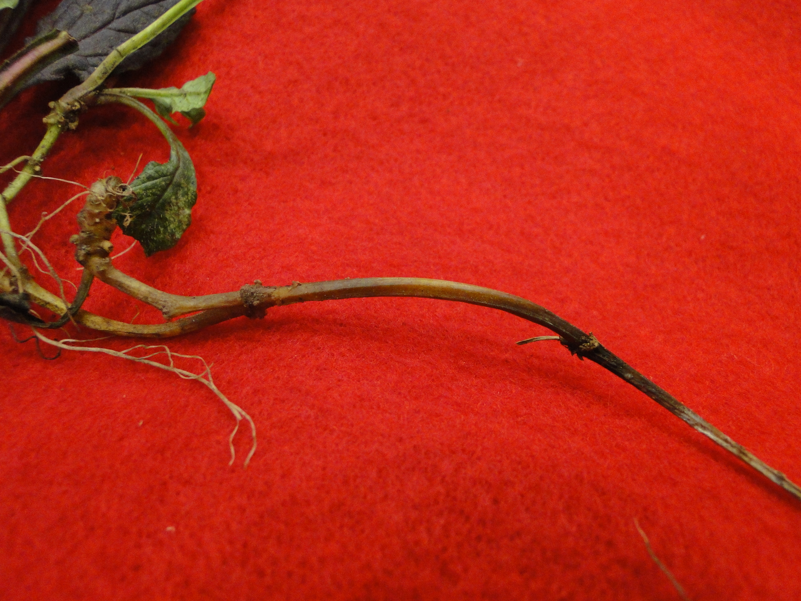 Souther blight of ajuga with root rot