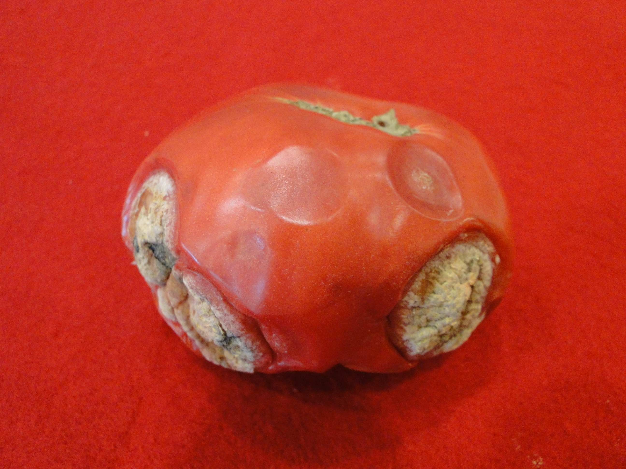 anthracnose of tomato with sunken lesions and fungal growth on a fruit