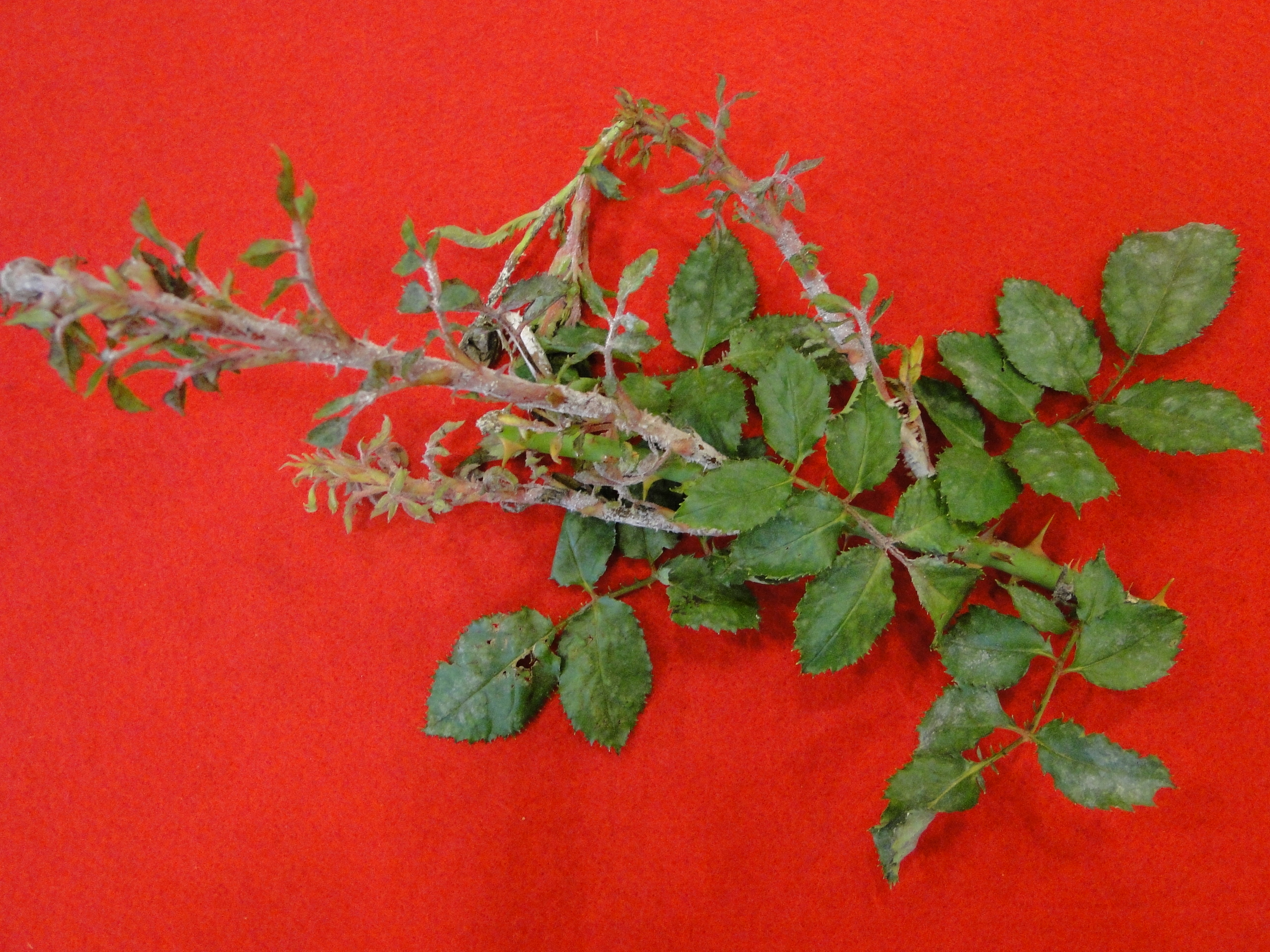 powdery mildew of rose with white molde on leaves and stems