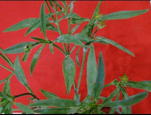 Powdery mildew of coreopsis with white mildew on the upper leaf surface