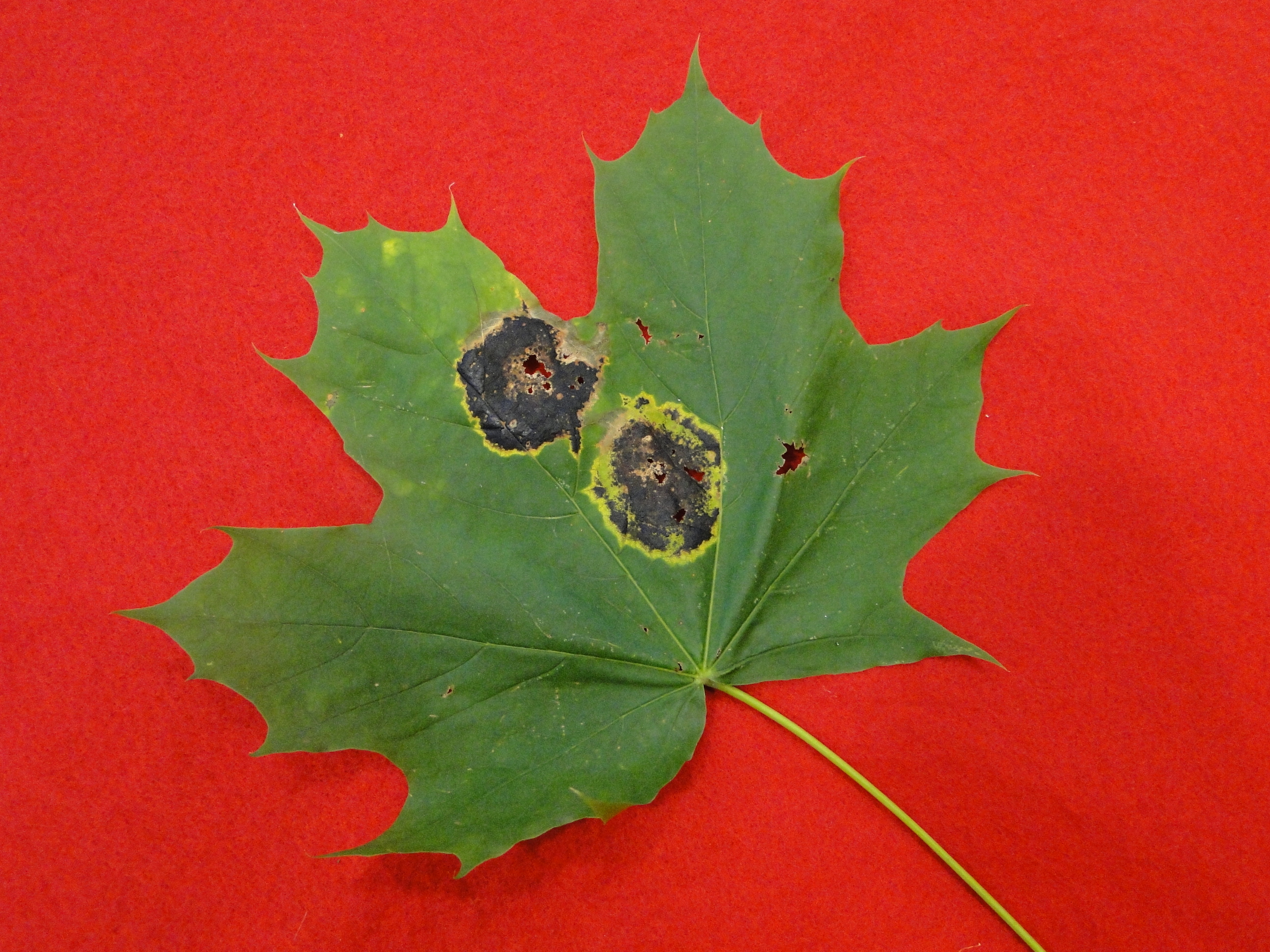 Tar spot of maple with black spots on a leaf