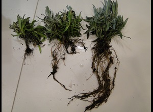 Balck root rot of lavender