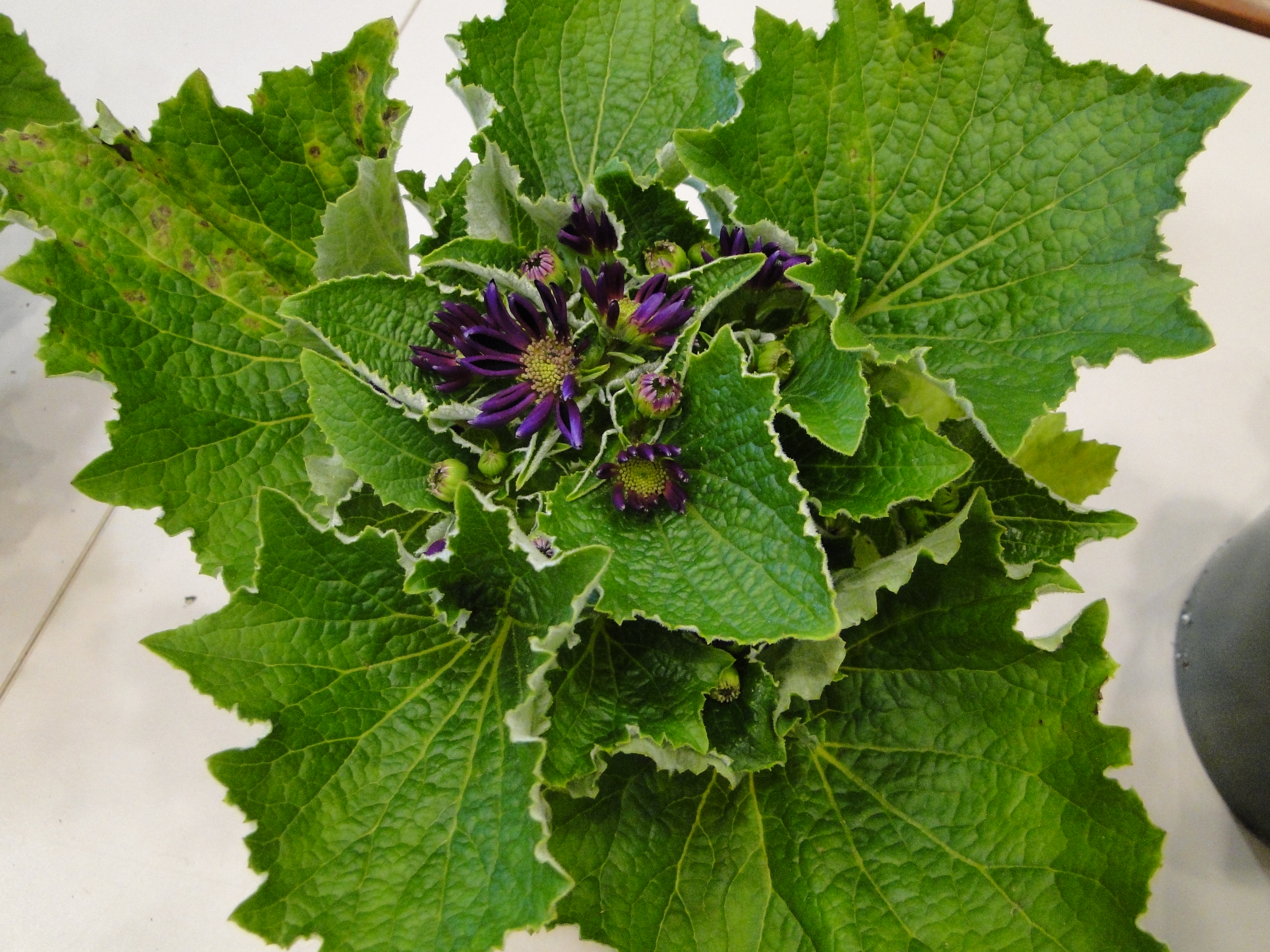 Impatiens necrotic spot virus on cineraria with mottling and necrosis on leaves