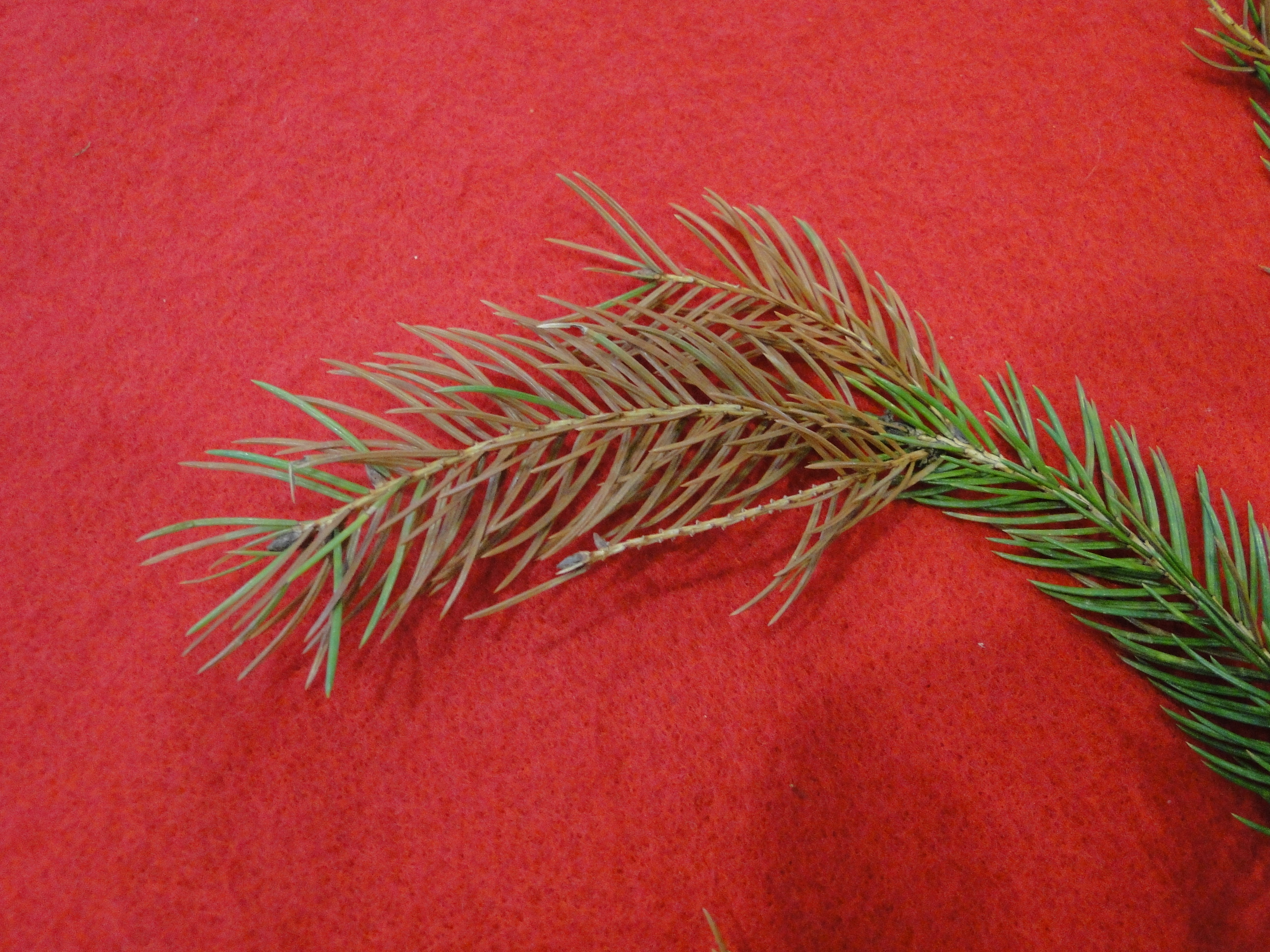 Winter injury at the tip of a Norway spruce branch