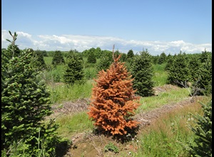 Phytophthora root rot of Frazer fir in a Christmas tree farm