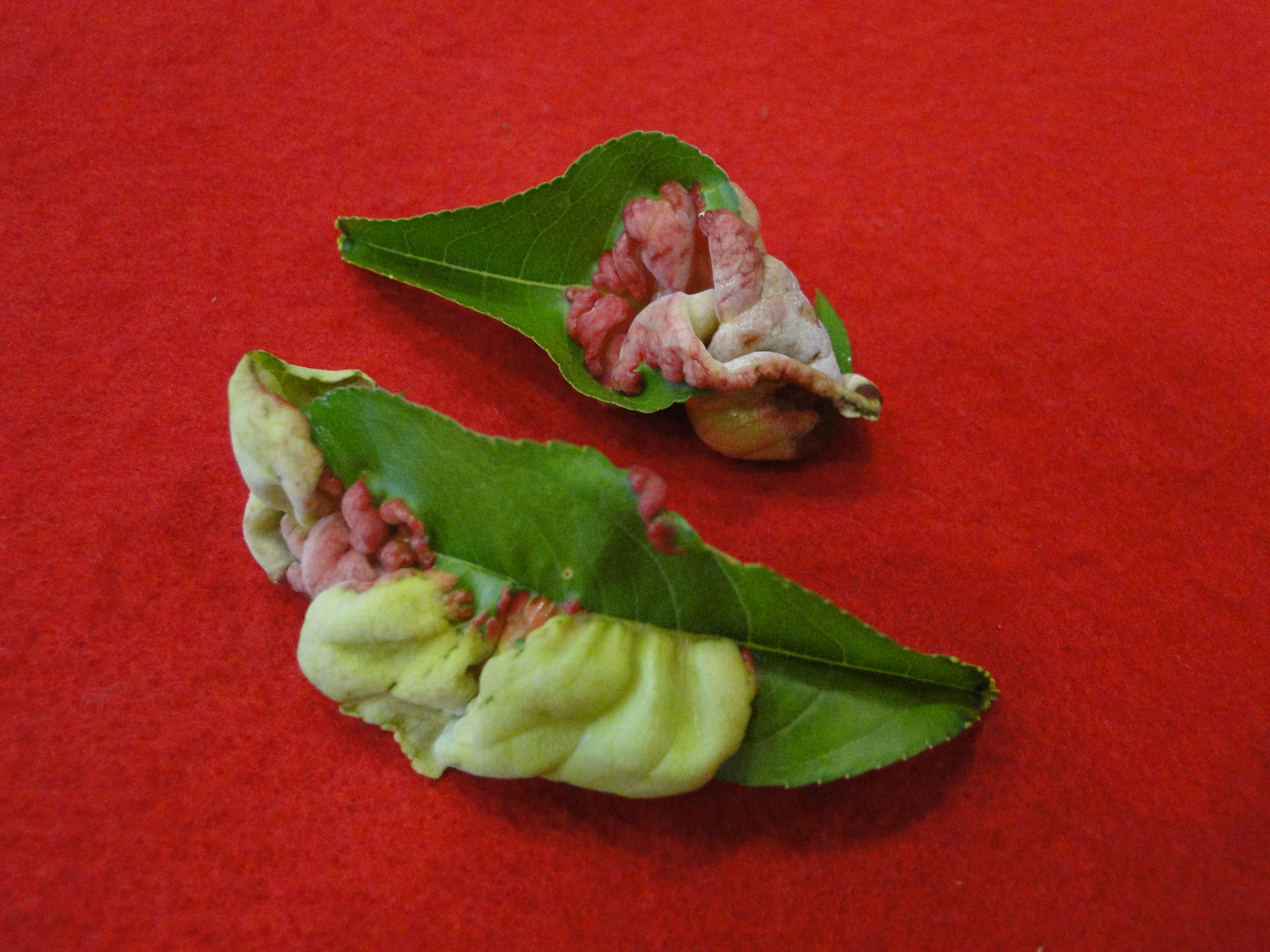 peach leaf curl with deformed leaves with reddish and yellow discoloration