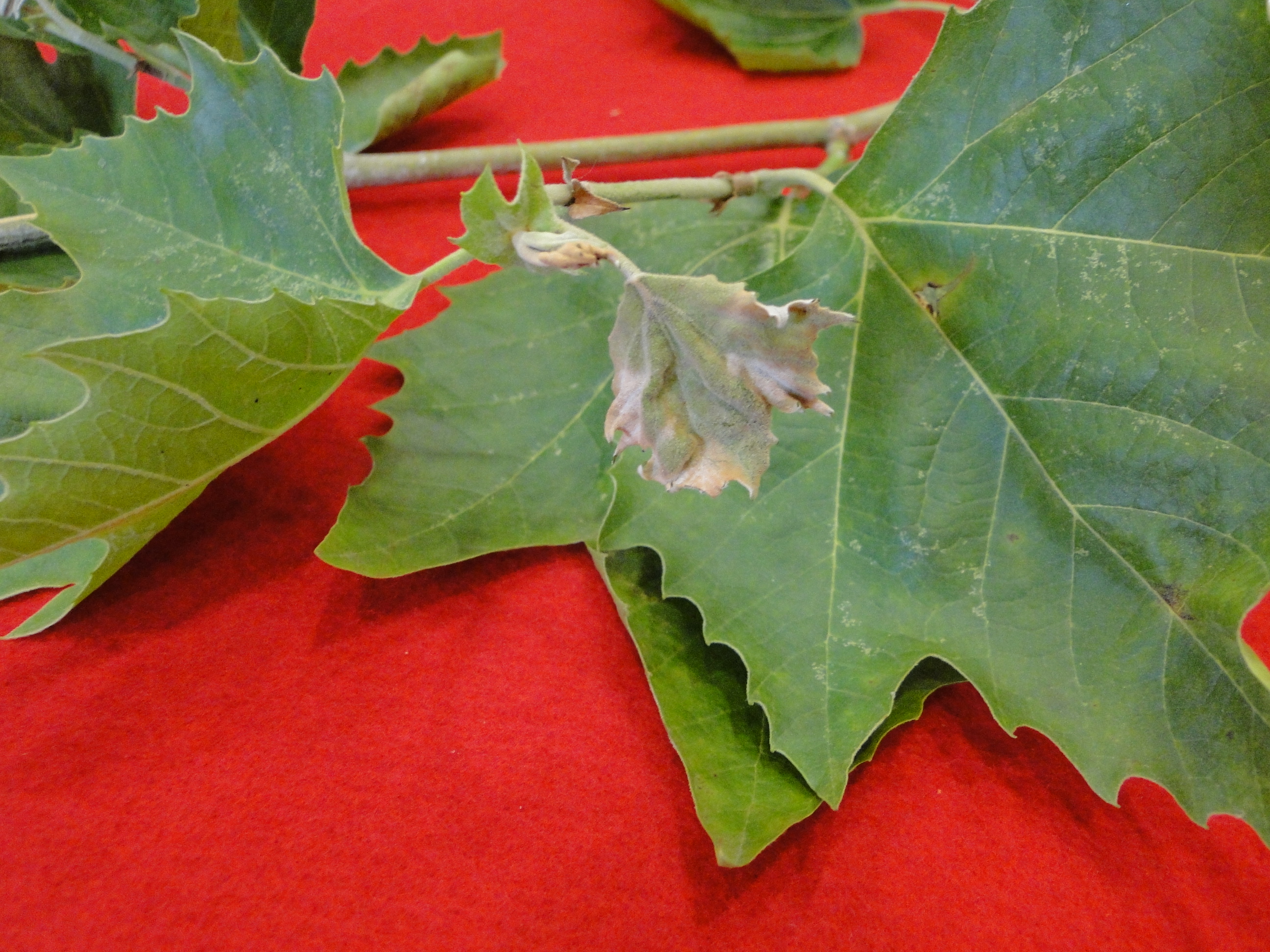powdery mildew of sycamore with distorted new leaves and white mildew on the surface
