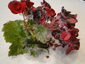 powdery mildew of begonia with white mildew on leaves and flowers