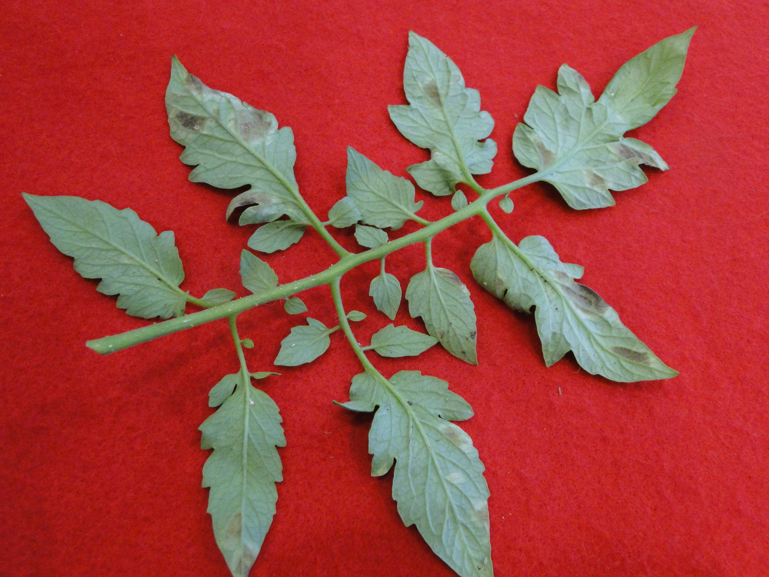 leaf mold of tomato iwth light brown mold on the lower surface of leaves