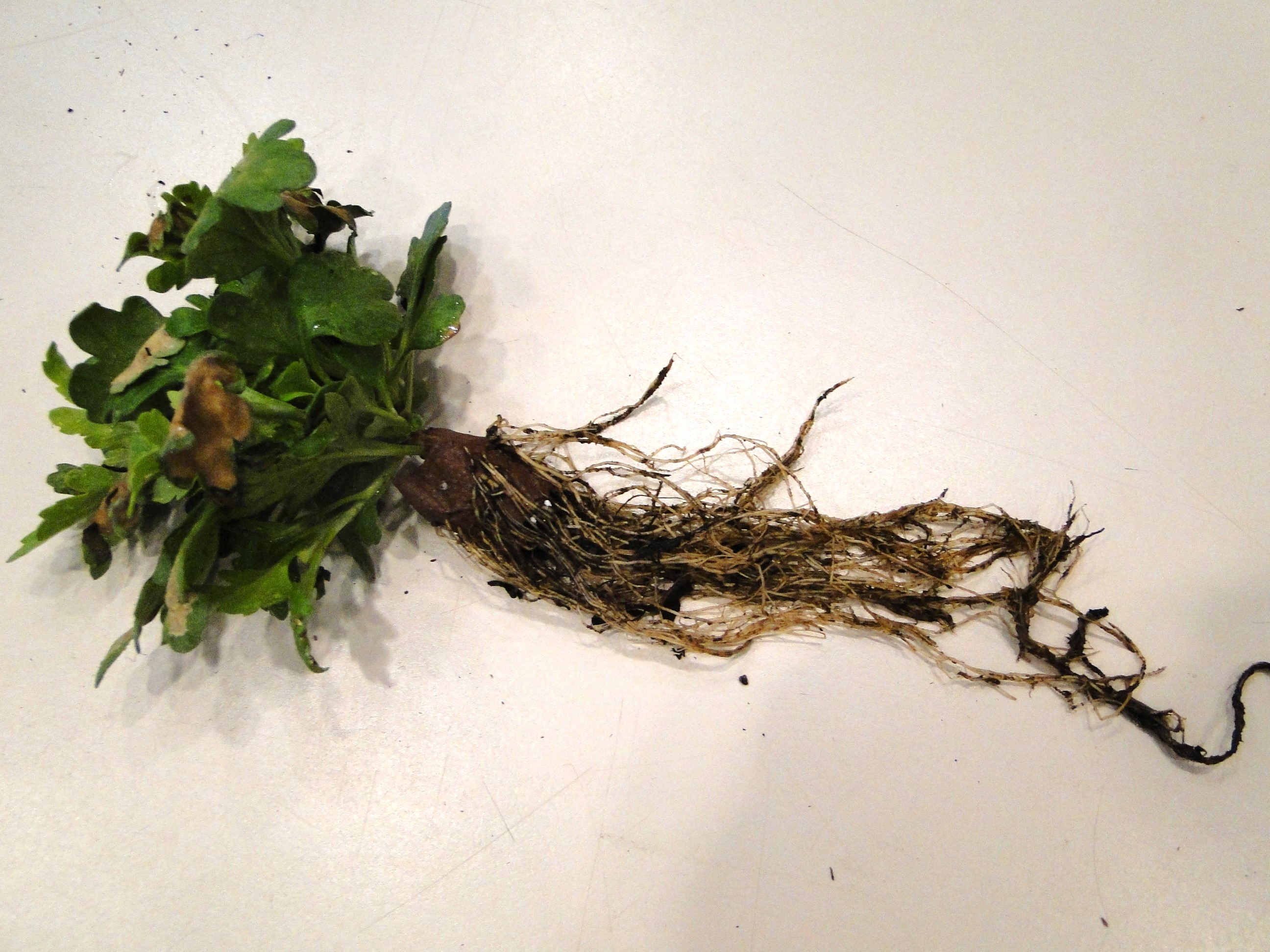 Phytophthora root rot of lavender