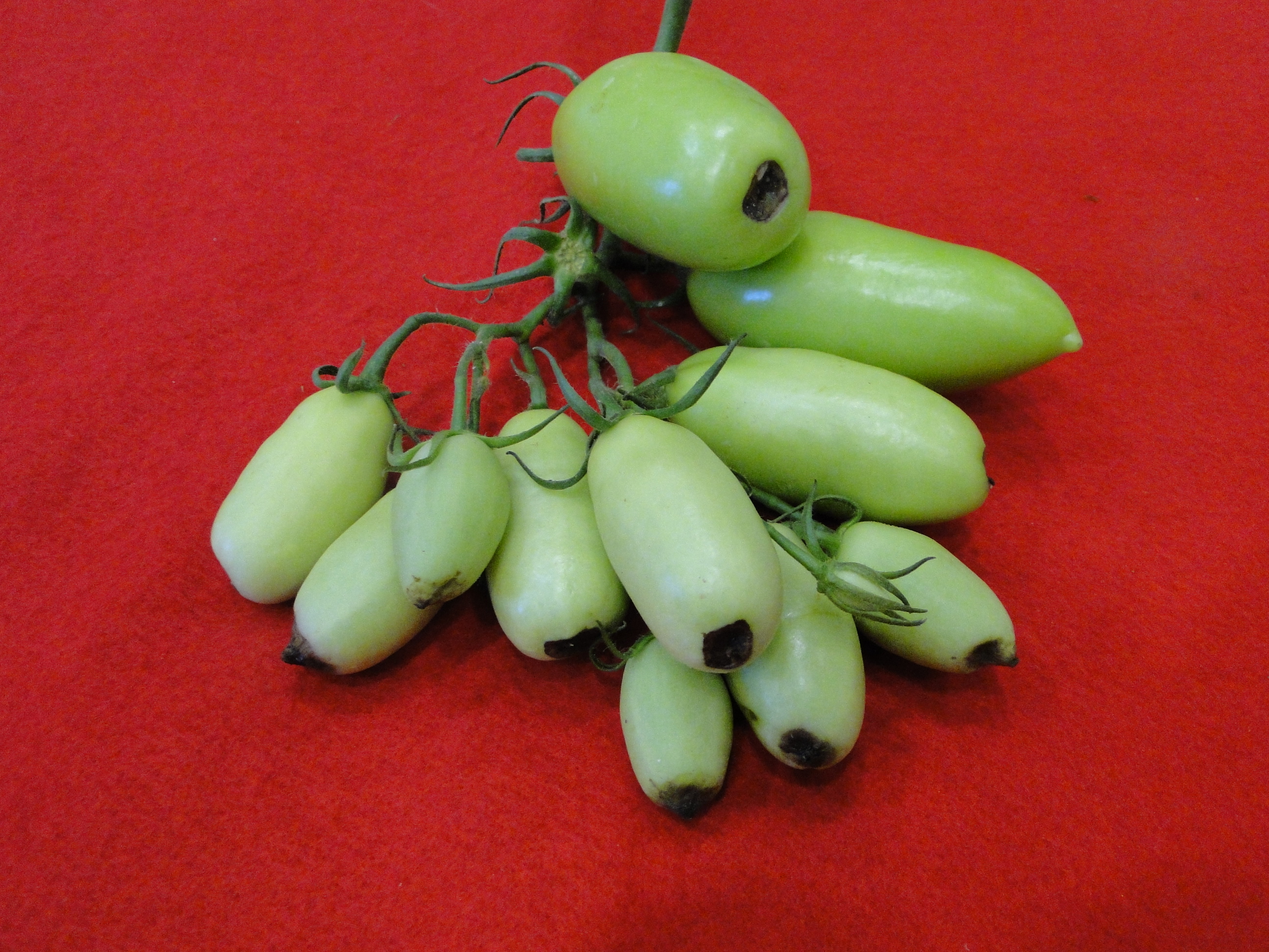 Blossom end rot of tomato with black sunken spots at the end of fruits