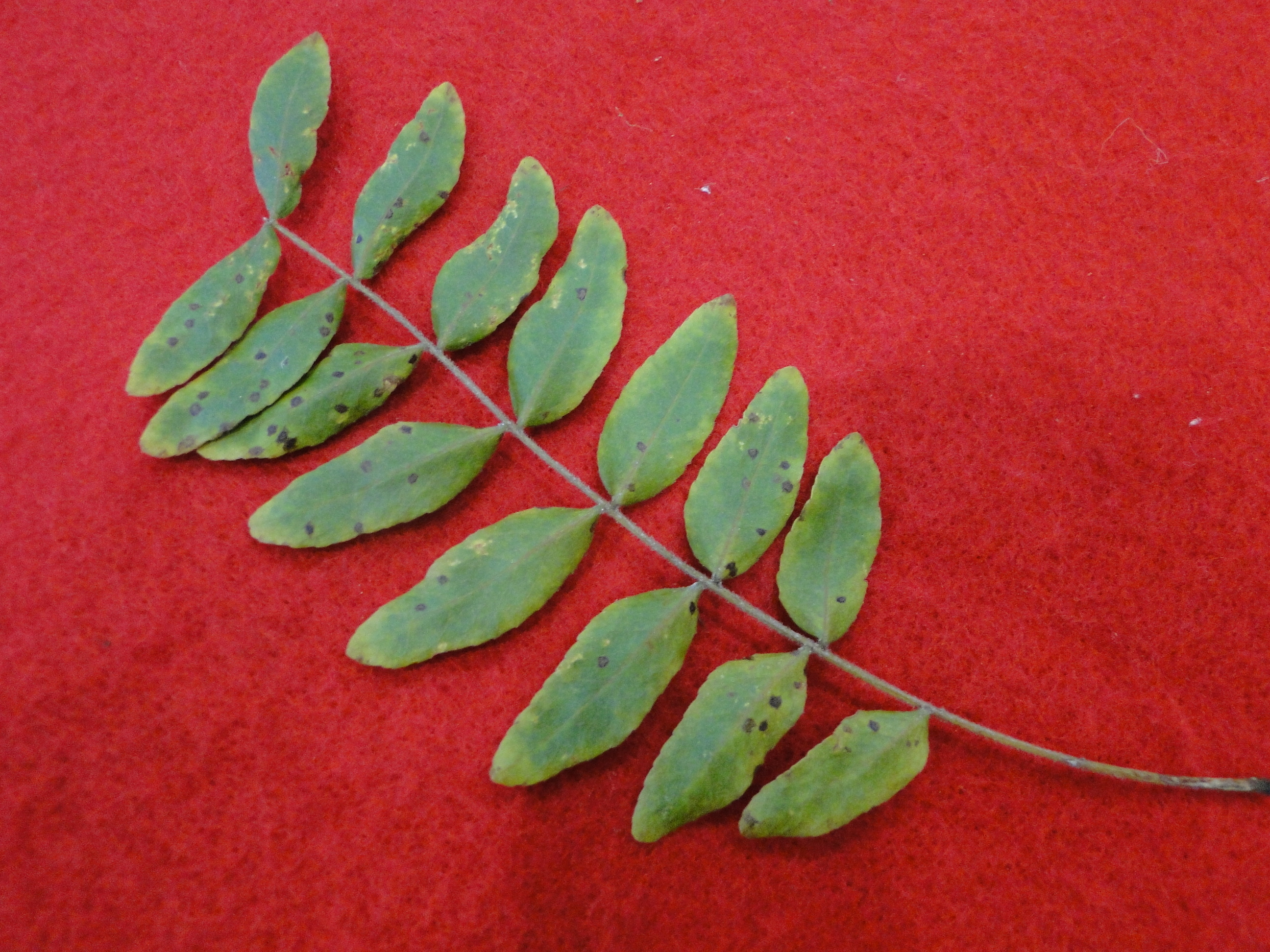 fungal leaf spot of honey locust with brown spots on leaves