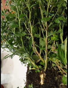 Tobacco spotted wilt viurs on chrysanthermum with brown lesions on leaves and stems