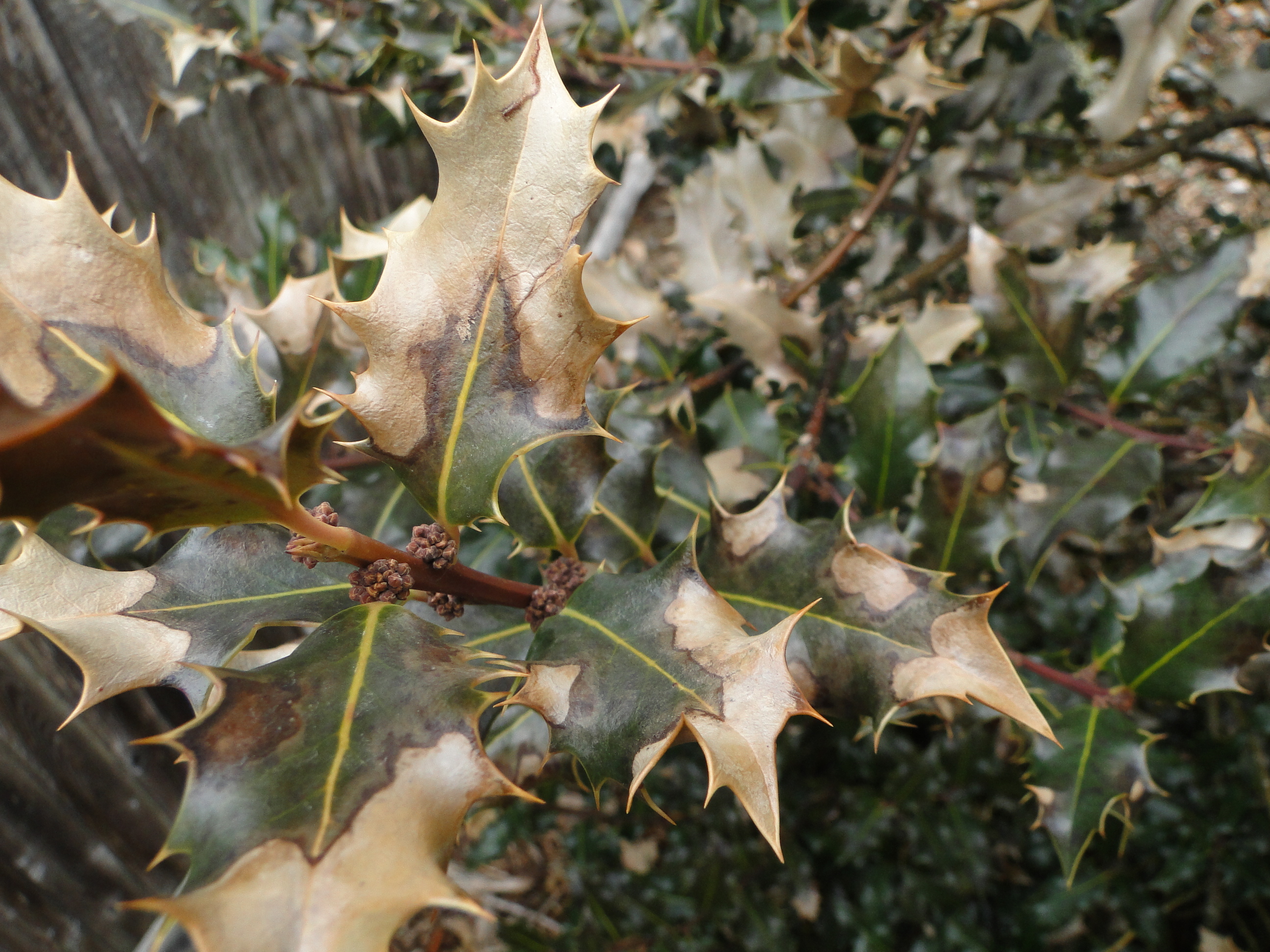 winter injury on holly with leaf scorch at the edge of leaves