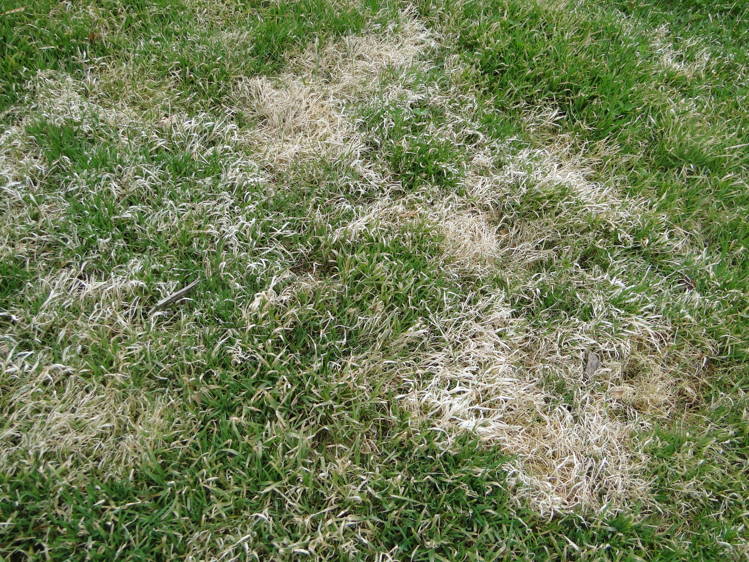 Gray snow mold in a lawn with bleached blades