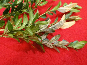 Volutella blight of boxwood wiht brown leaves and orange sporulation on them