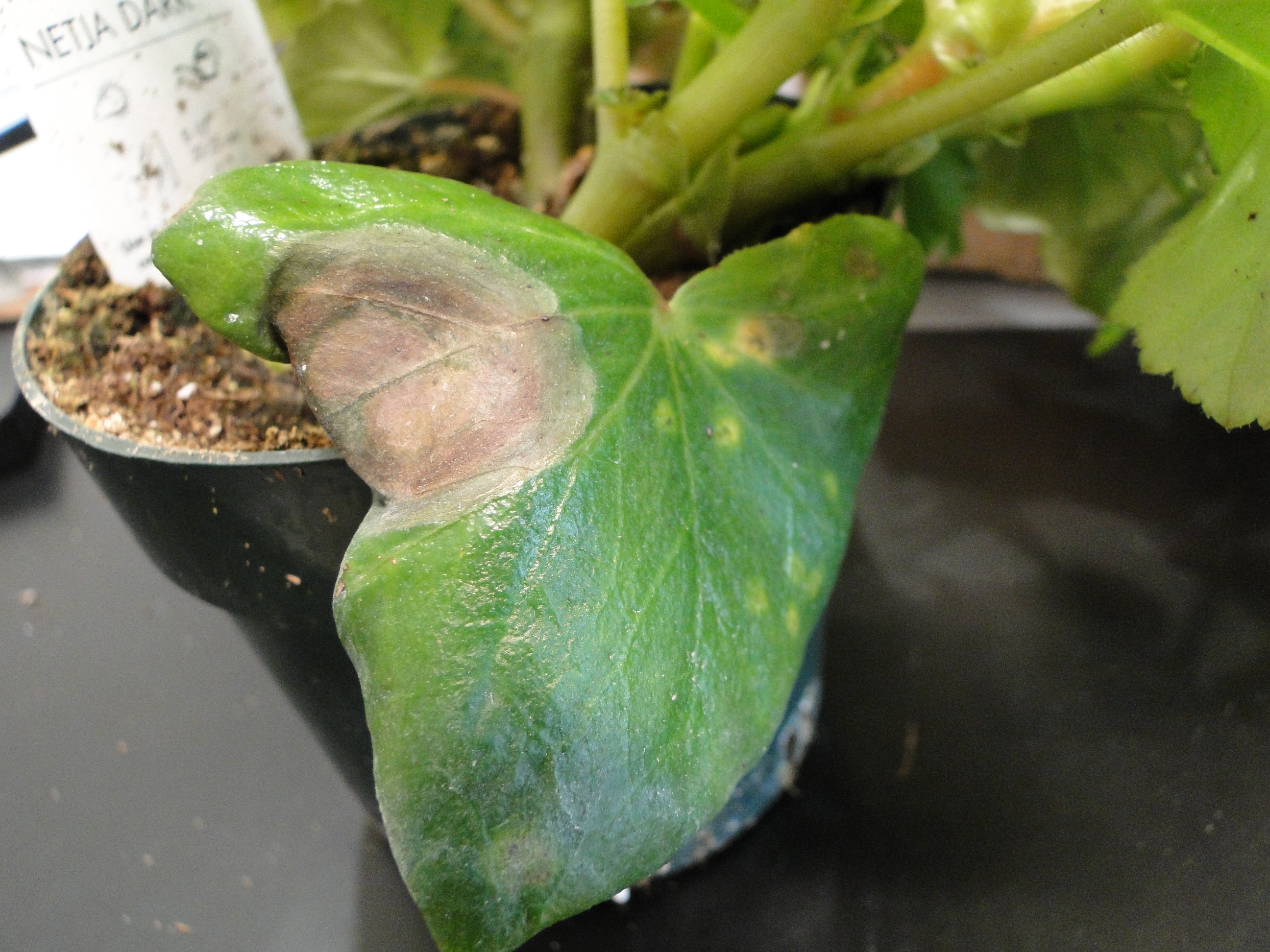 Botrytis blight of begonia with brown lesions on an old leaf