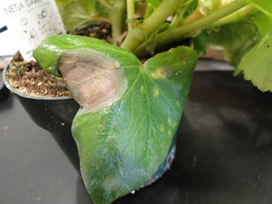 Botrytis blight of begonia with brown lesions on an old leaf