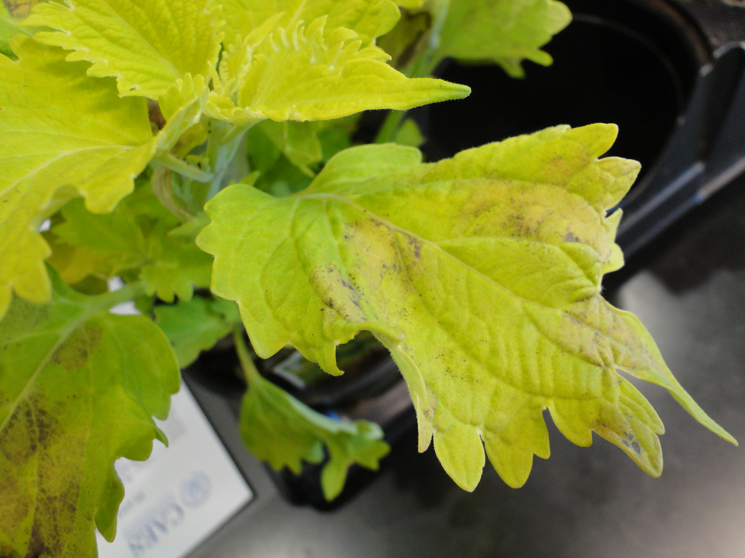 Downy mildew of coleus with angular yellow and brown patches on leaves