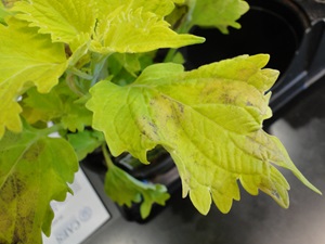 Downy mildew of coleus with angular yellow and brown patches on leaves