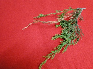 Botryosphaeria canker on a cedar branch