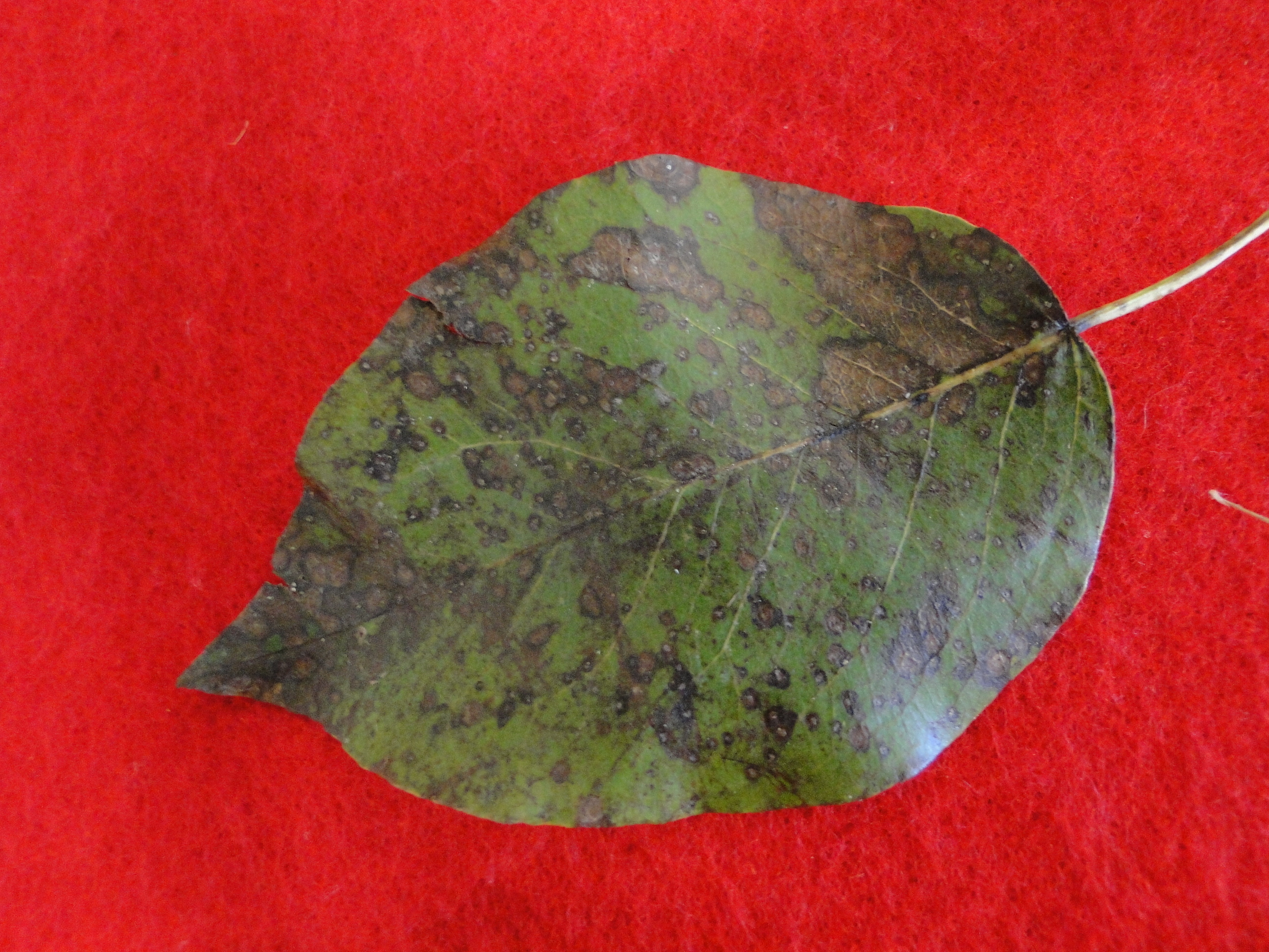 Fabraea leaf spot of pear with brown spots on a leaf