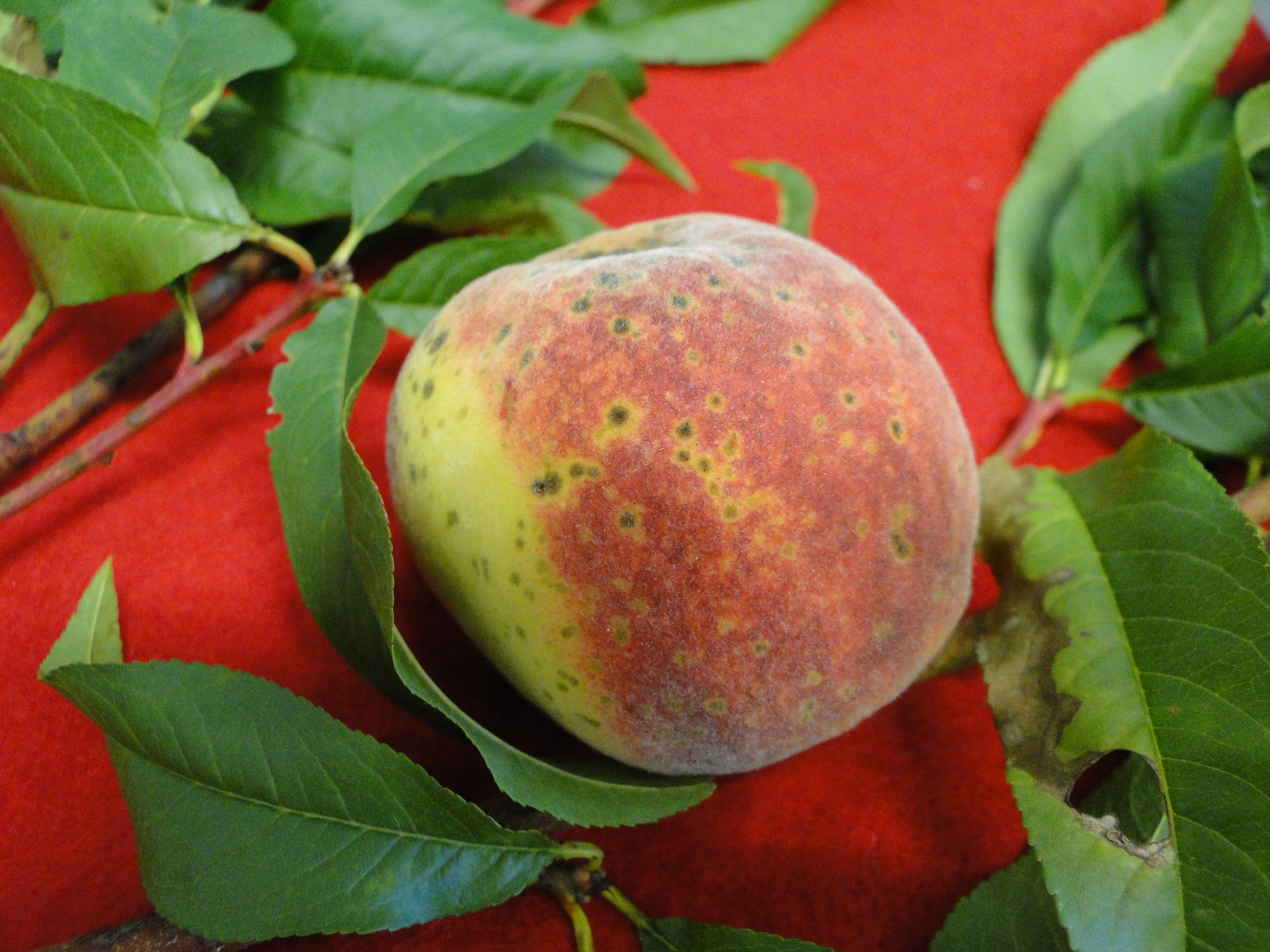 Peach scab with small black spots on a fruit