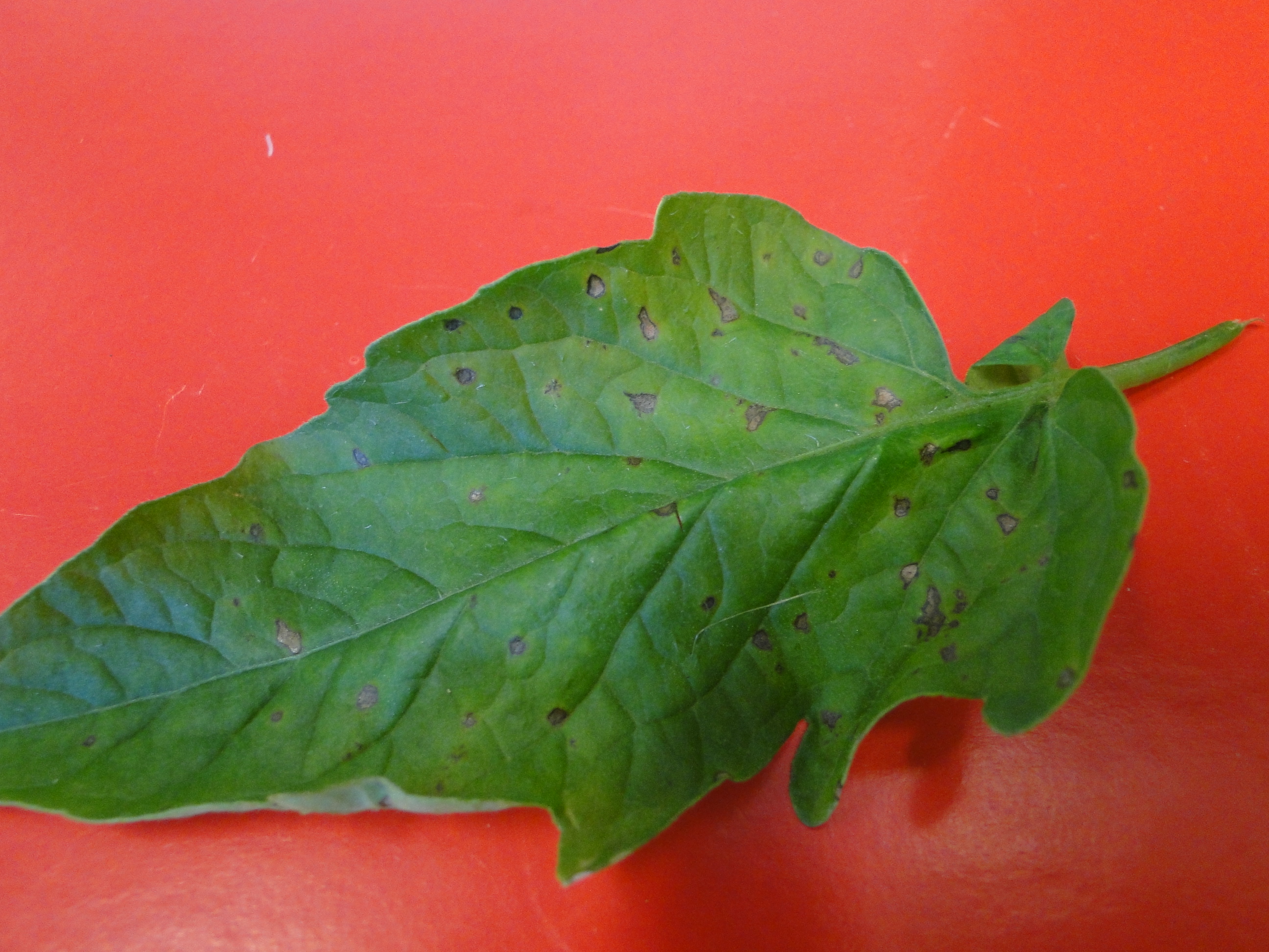 Gray leaf spot of tomato wiht brown spots on a leaf