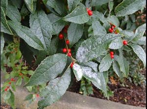 Powdery mildew of winterberry with white mildew on the surface of leaves