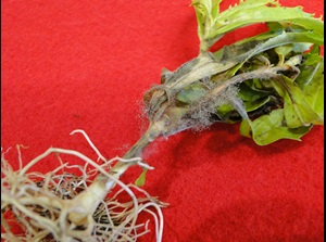 Botrytis blight of angelonia with crown rot and gray mold on stems