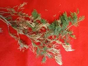 Browning of old needles of eastern red cedar tree