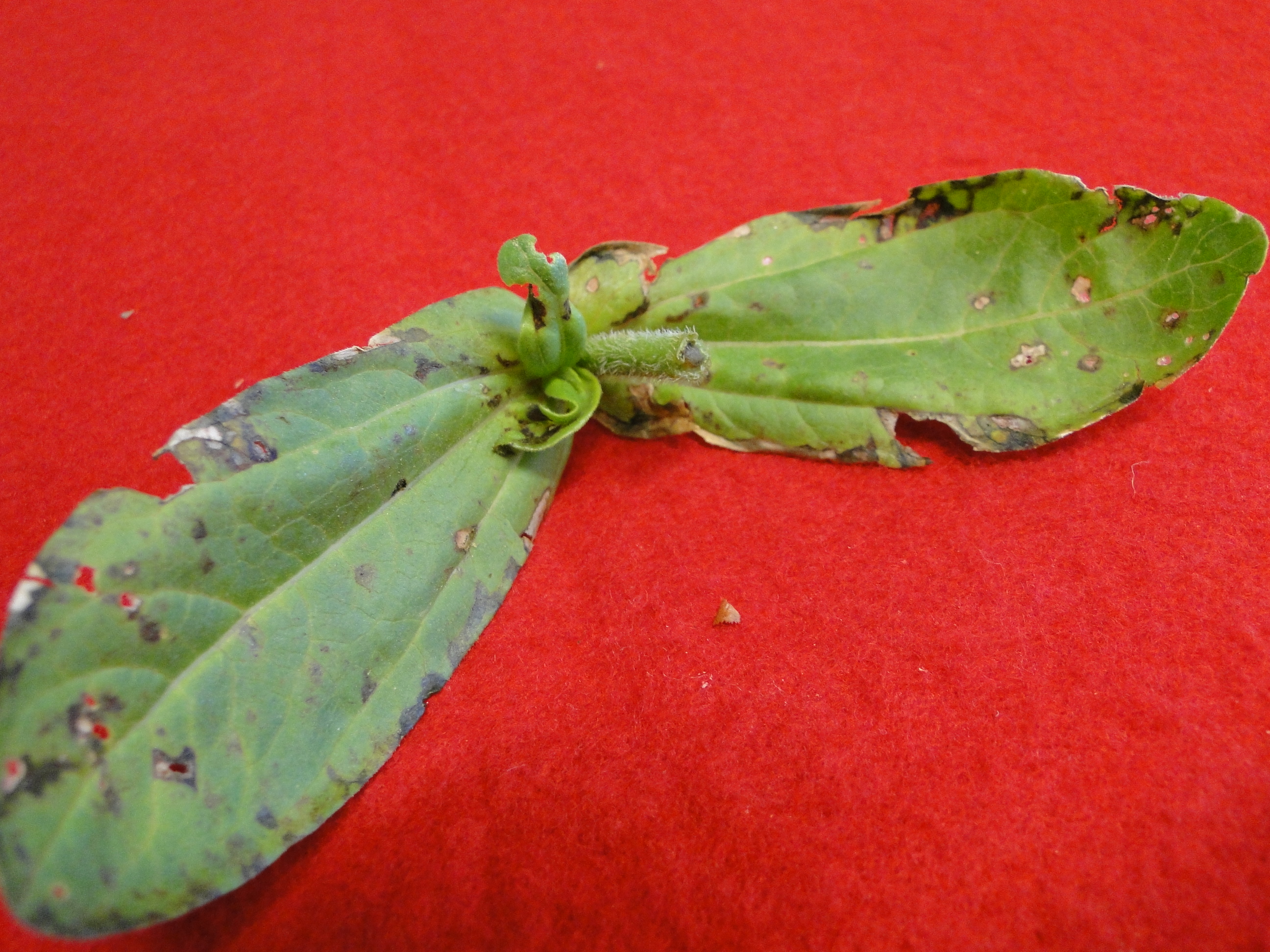Alternaria leaf spot on zinnia leaves