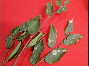 anthracnose of hornbeam with brown spots on leaves