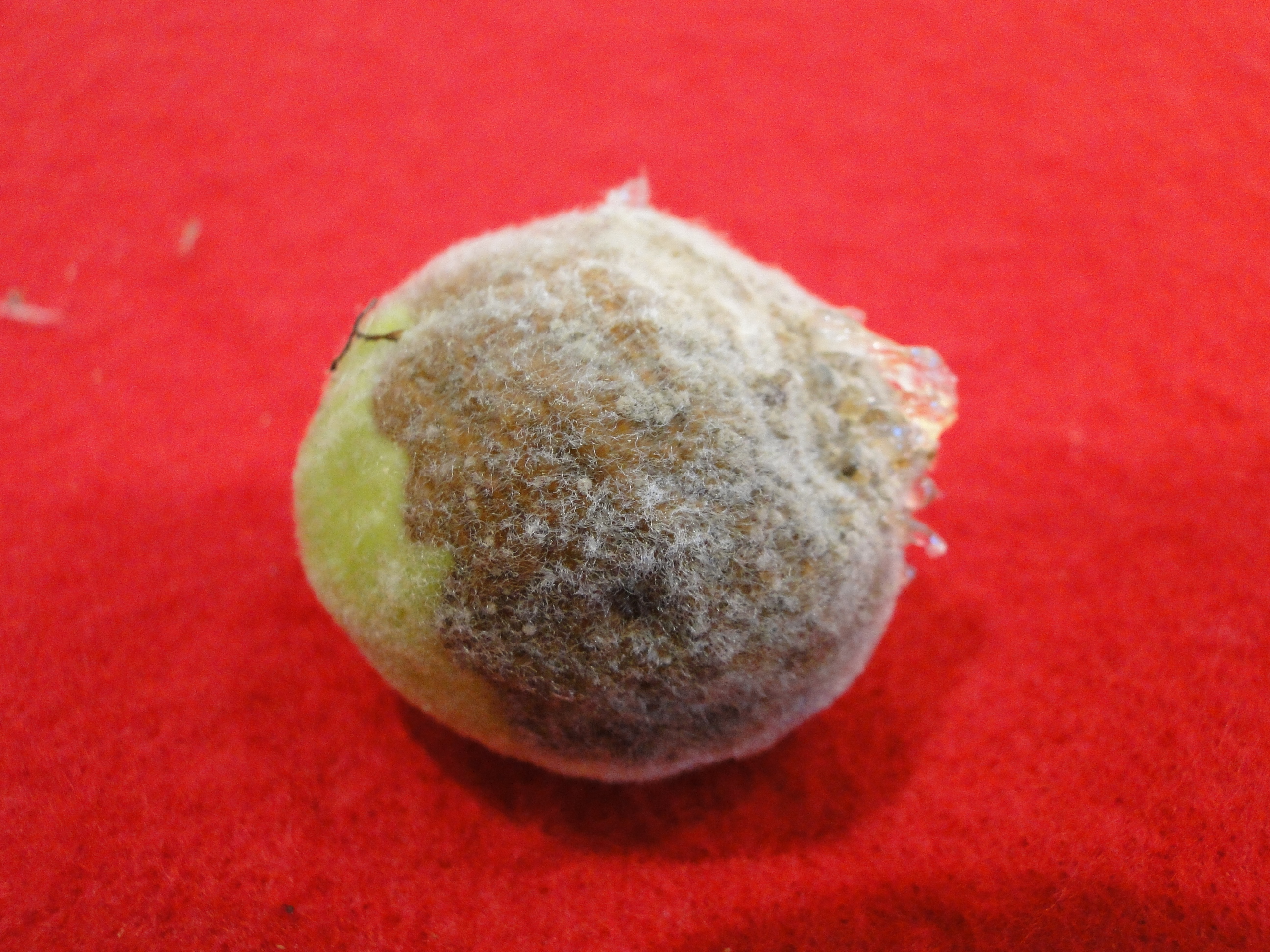 peach brown rot with gray mold on a rotten fruit